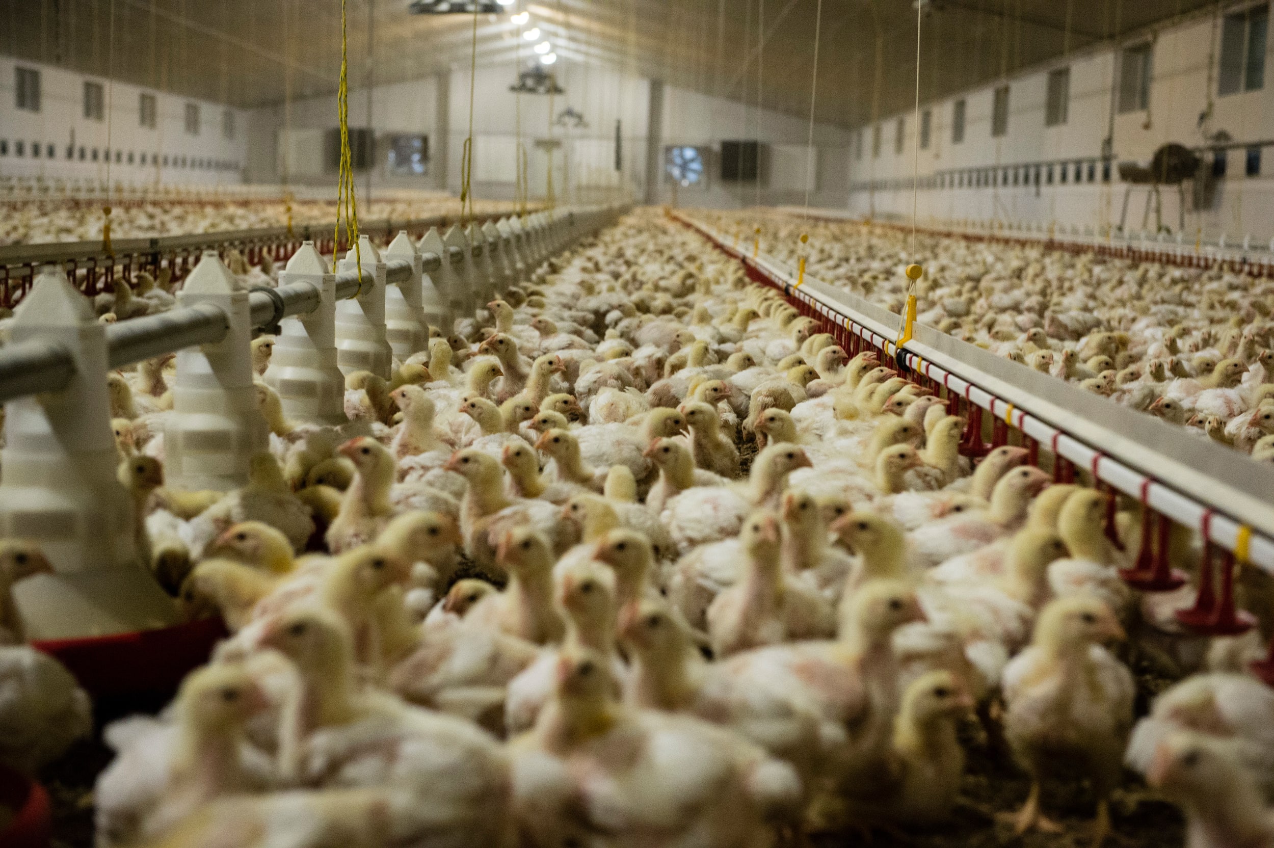Development banks funding industrial farms around the world