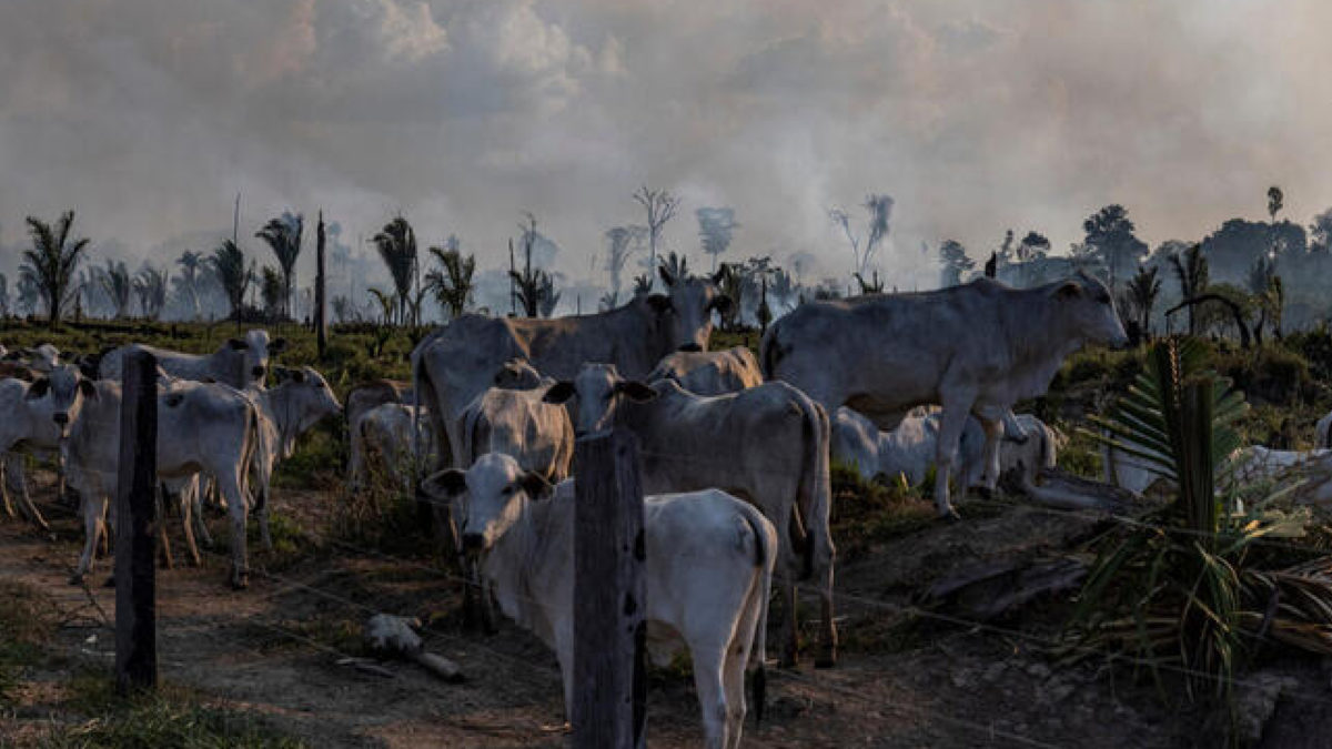 Des banques européennes complices des incendies en Amazonie