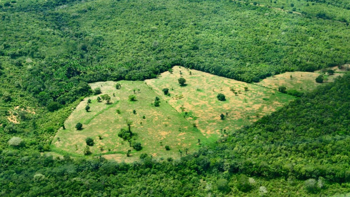Déforestation au Brésil : quatre banques françaises visées par une plainte pour blanchiment